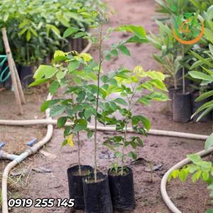 Cây giáng hương giống 2022