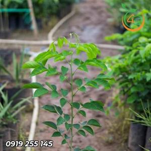 Cây giáng hương giống 2022