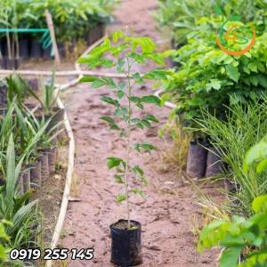 Cây giáng hương giống 2022