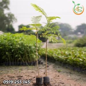 Cây lim xẹt giống