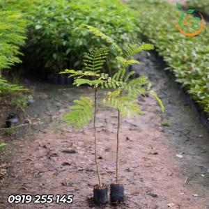 Cây lim xẹt giống