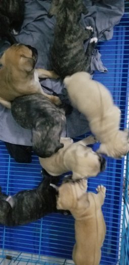 Cần bán bầy pug bull