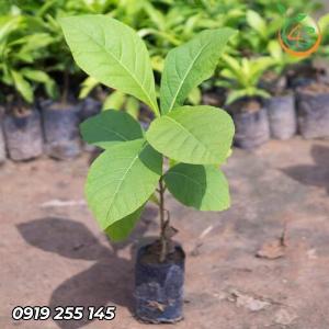 Cây Giá Tỵ