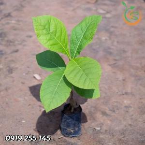 Cây Giá Tỵ