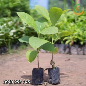 Cây Giá Tỵ