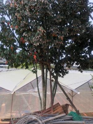 Phong lá đỏ Đà Lạt lớn