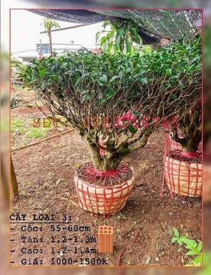 Trà (Chè) Kiểng Trang Trí - Lấy Lá Uống Nước.