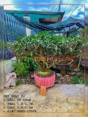 Trà (Chè) Kiểng Trang Trí - Lấy Lá Uống Nước.