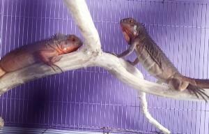 Bán Iguana Rồng Nam Mỹ Đỏ