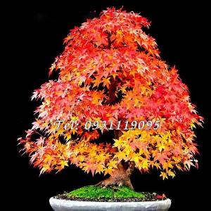 Hạt giống cây phong lá đỏ Bonsai – Bịch 10 hạt – Mã số 1365