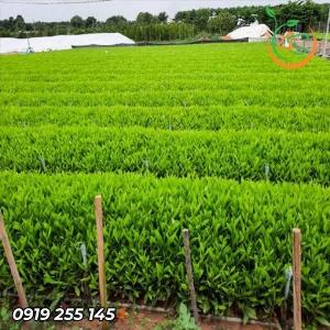 Giống cây tràm bông vàng