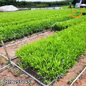 Giống cây tràm bông vàng