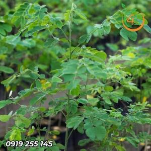 Cây Me Tây Giống