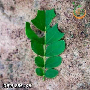Cây Me Tây Giống