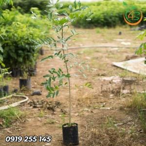 Cây Xà Cừ Giống (cây Sọ Khỉ)