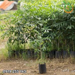 Cây Xà Cừ Giống (cây Sọ Khỉ)