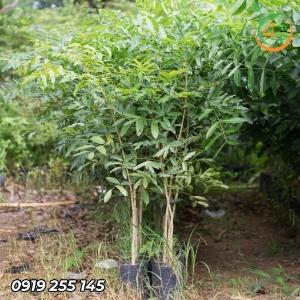 Cây Xà Cừ Giống (cây Sọ Khỉ)