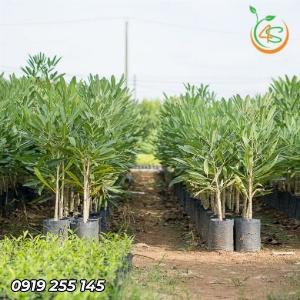 Cây Chuông Vàng giống