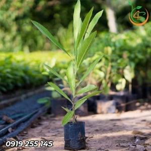 Cây Chuông Vàng giống