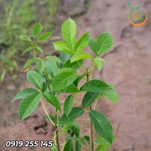 Cây Kèn Hồng giống