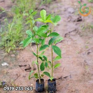 Cây Kèn Hồng giống