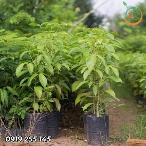Cây Kèn Hồng giống