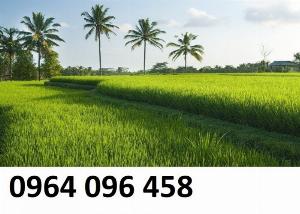 Tranh 3d phong thủy tuổi sửu tranh gạch 3d ốp tường - KHGF44