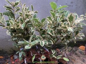 Cây Ổi Cẩm Thạch