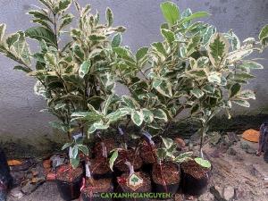 Cây Ổi Cẩm Thạch