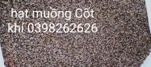 Hạt giống cây cốt khí