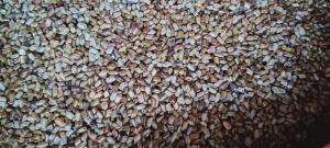 Hạt giống cây cốt khí