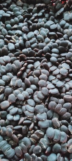 Bán hạt giống cây lim xanh có nguồn gốc xuất xứ rõ ràng