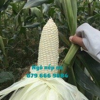 Hạt giống bắp nếp dẻo chính hãng gói 1kg