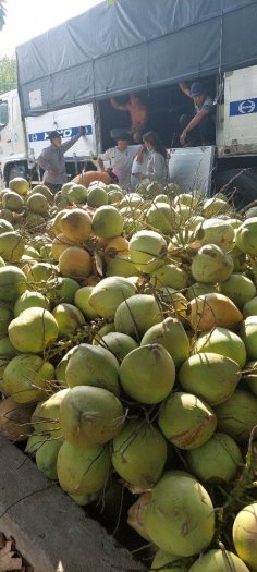 Chuyên cung Dừa khu vực Bình Dương và chuyên đóng hàng ra miền trung và miền bắc