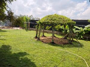 Tường cây gừa cây si
