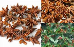 Hoa hồi là gì? Công dụng và cách dùng của hoa hồi, hoa hồi Lạng Sơn chất lượng cao