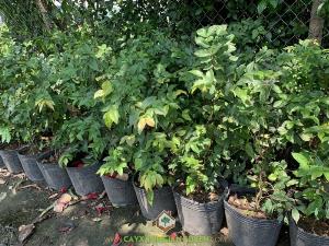 Cây Nho Thân Gỗ Tứ Quý