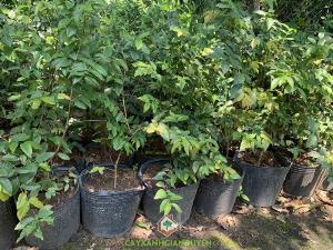 Cây Nho Thân Gỗ Tứ Quý