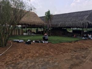 Các loại cây cảnh sân vườn cỏ nhung Nhật