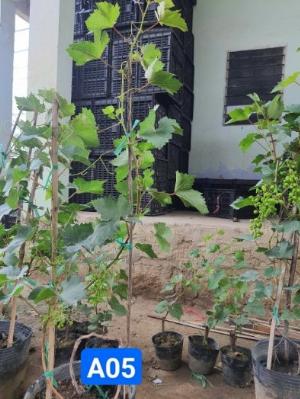 Cây nho xanh Ninh Thuận