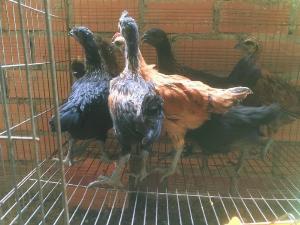 Gà H' mông tây bắc