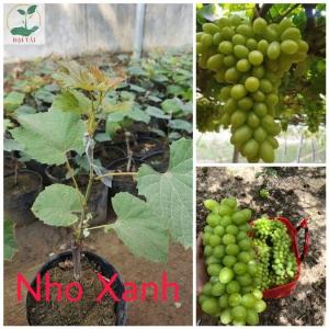 Cây nho xanh Ninh Thuận 148