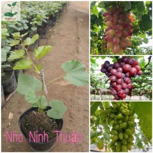 Cây nho đỏ Ninh Thuận