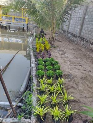 Cây công trình, hoa kiểng đủ loại...