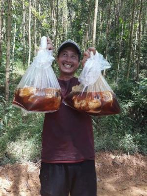 Mật ong rừng già nguyên sinh Bhnong, mật ong rừng Quảng Nam, uy tín, chất lượng