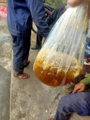 Mật ong rừng già nguyên sinh Bhnong, mật ong rừng Quảng Nam, uy tín, chất lượng