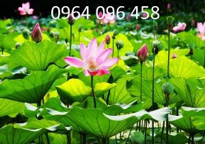 Tranh gạch ốp tường mẫu hoa sen - 098C