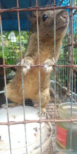 Sóc cảnh lien he