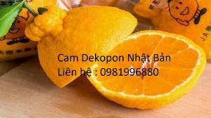 Bán cây cam Dekopon Nhật Bản