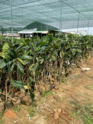 Cung cấp cây giống nhót nhật Bản ( cây tỳ bà ) , chuẩn giống nhập khẩu , giao hàng toàn quốc